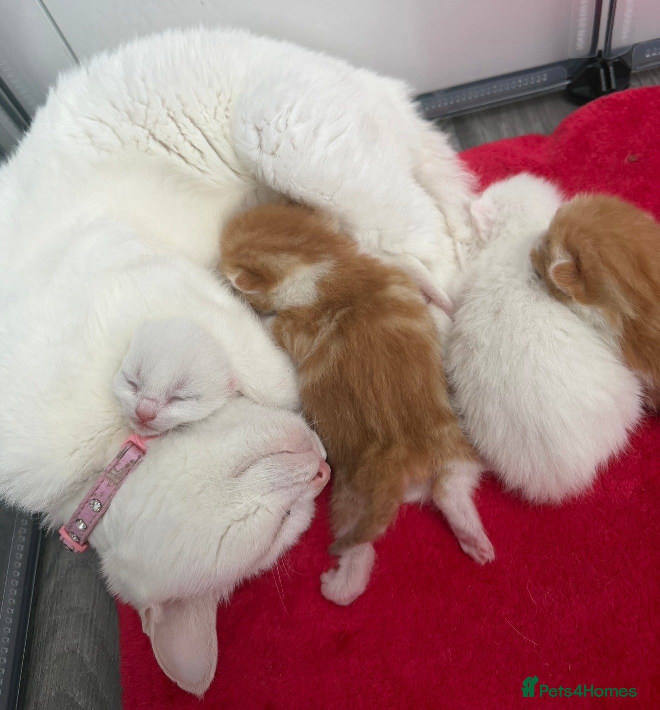 Mixed Breed cats Stunning and very playfull kittens - Advert 4