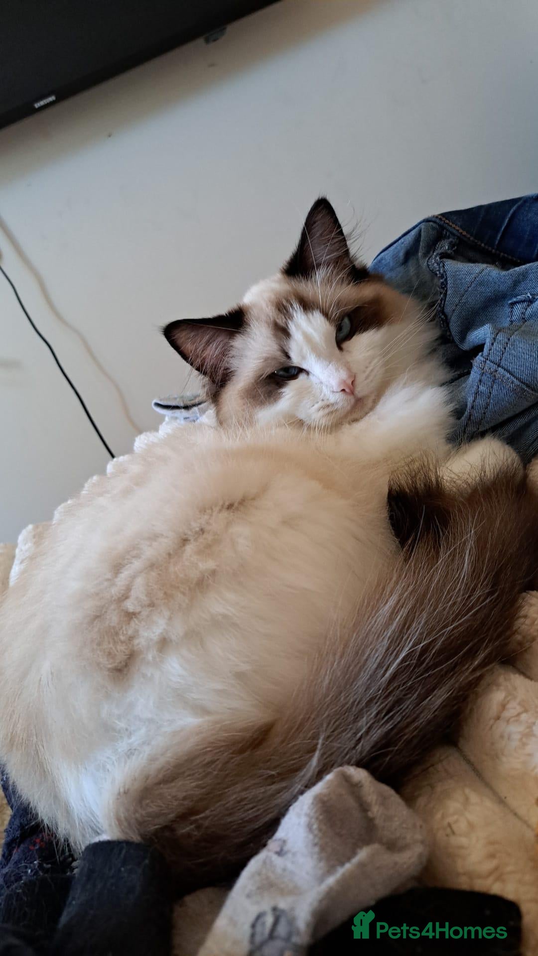 Ragdoll cats Ragdoll Kittens ready now - Advert 1