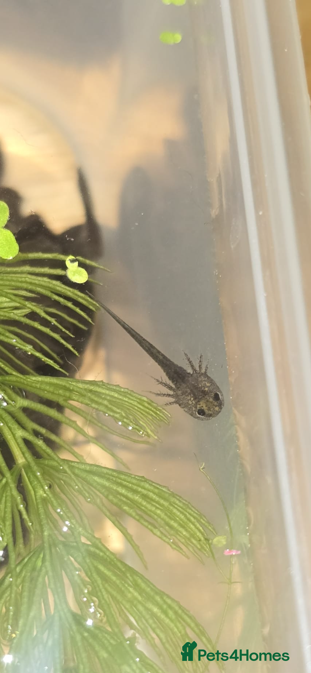 Axolotl reptiles for sale: Axolotl hatchling  - Advert 1