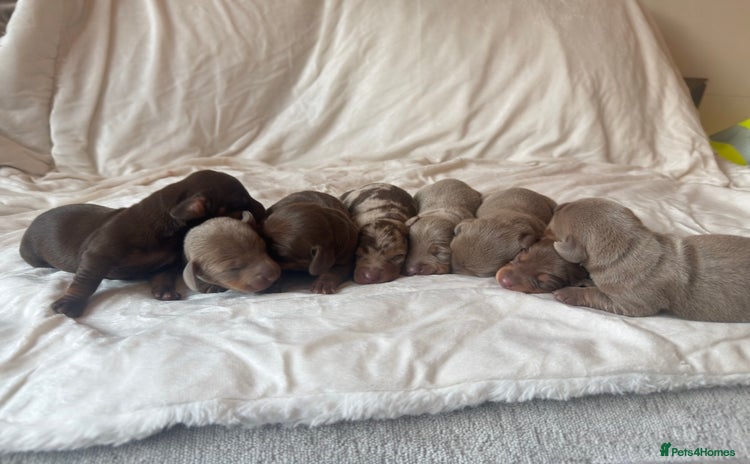 Miniature Dachshund dogs - Advert 10