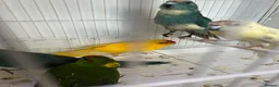 Mixed Breed birds for sale: Kakarikis  - Advert 9