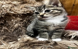 Bengal cats for sale: 2 male and 2 female kittens for sale x  - Image 8