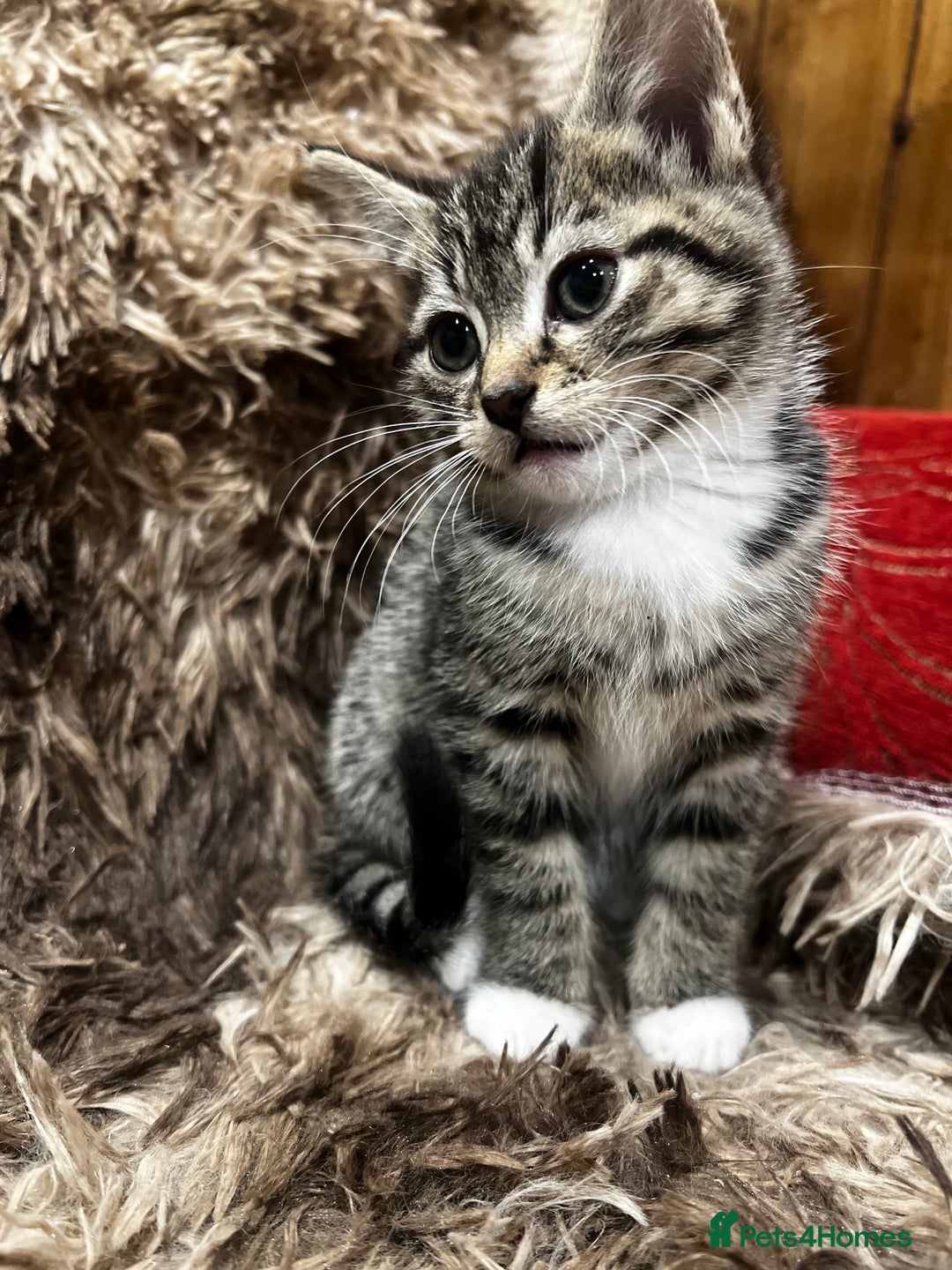 Bengal cats for sale: 2 male and 2 female kittens for sale x  - Image 8