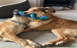 Mixed Breed dogs for adoption: COFFEE & ROBYN  – adopt a bonded pair  - Advert 15