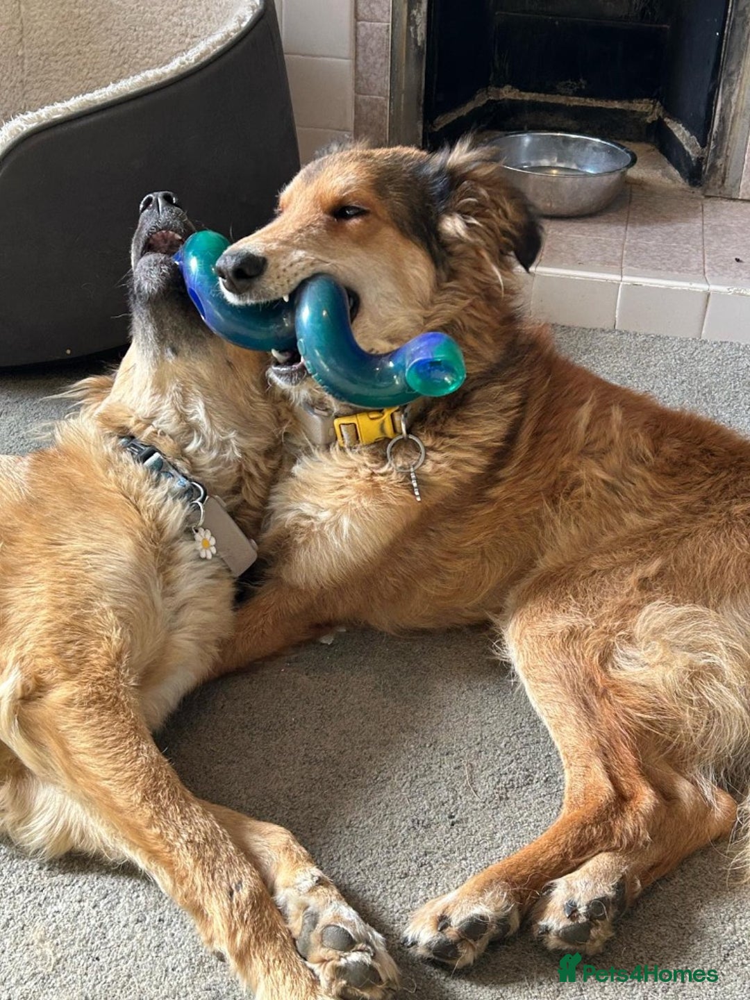 Mixed Breed dogs for adoption: COFFEE & ROBYN  – adopt a bonded pair  - Advert 15