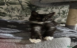 Maine Coon cats for sale: REDUCED gorgeous Maine coon /Ragdoll kittens  - Image 13