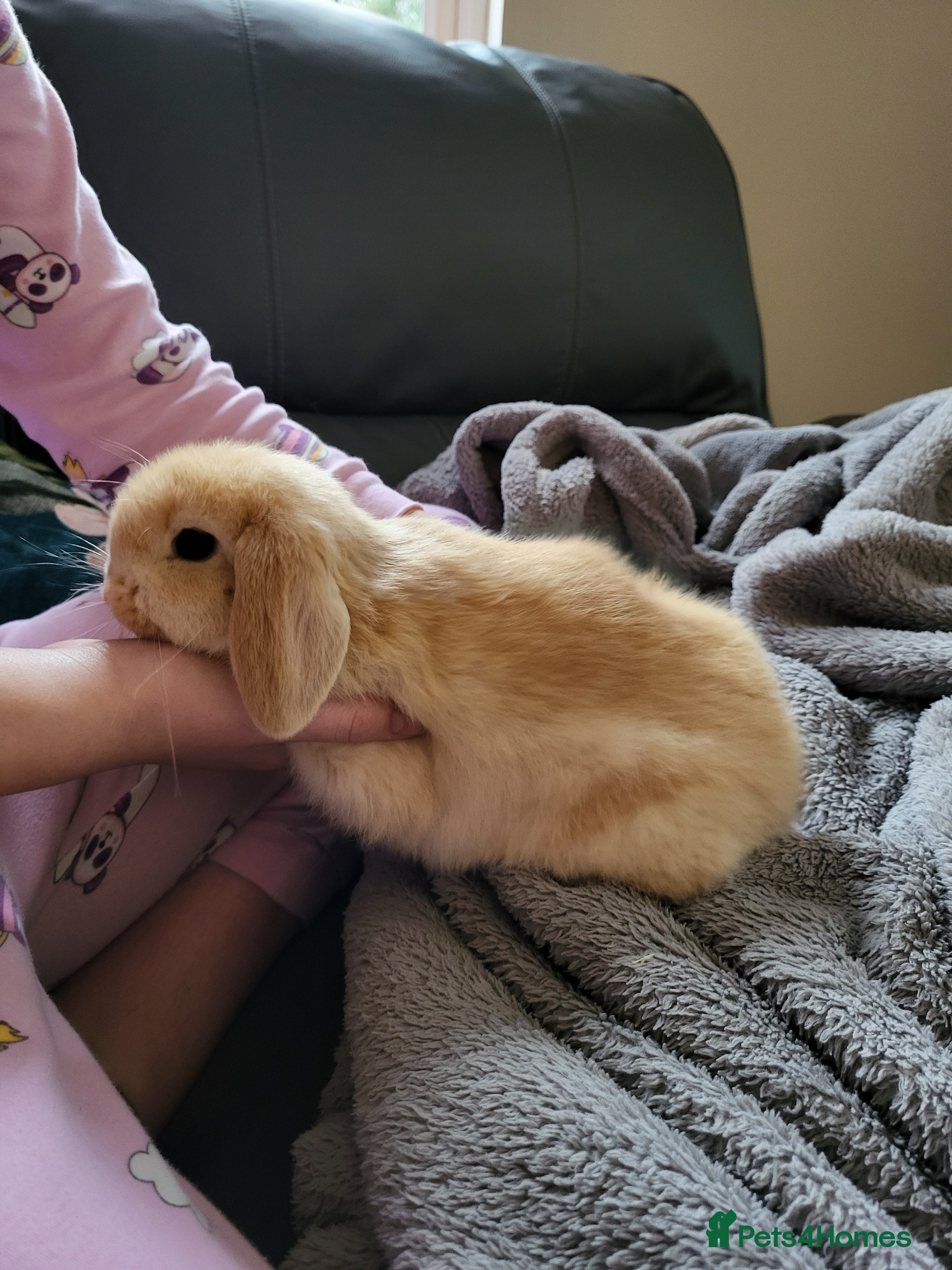 Mini Lop rabbits Blonde Mini Lop Bunnie very tame ready to leave  - Advert 1