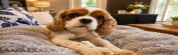 Cavalier King Charles Spaniel dogs for sale: 2 x female Cavalier King Charles Spaniels  - Advert 3