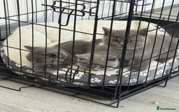 British Shorthair cats for sale: British shorthair kittens  - Image 4