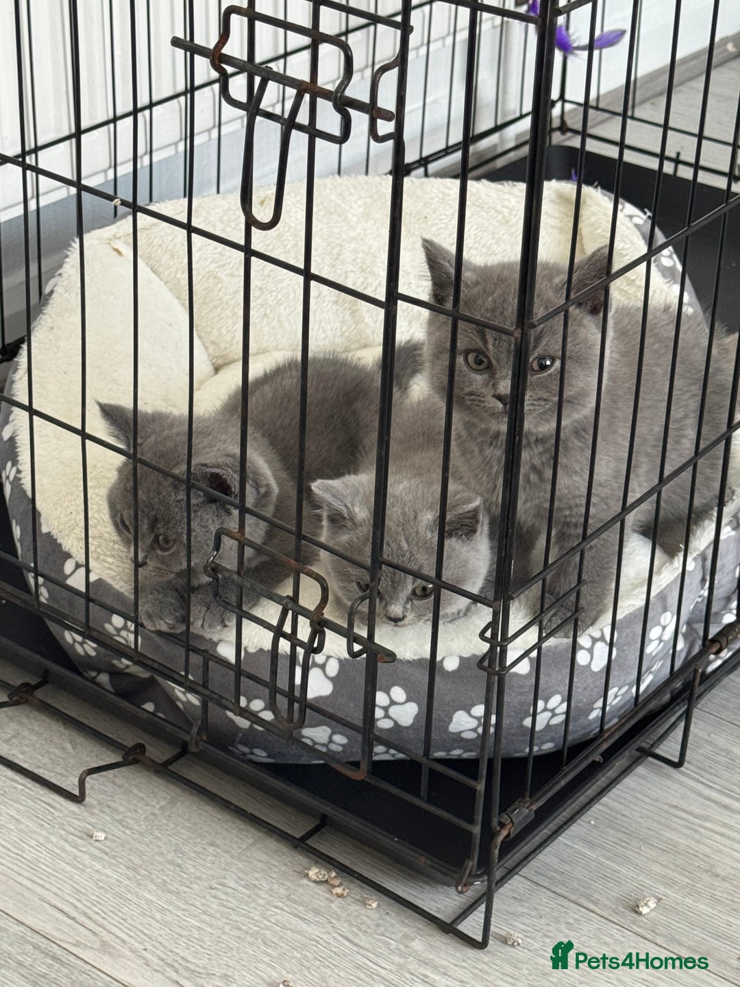 British Shorthair cats for sale: British shorthair kittens  - Image 4