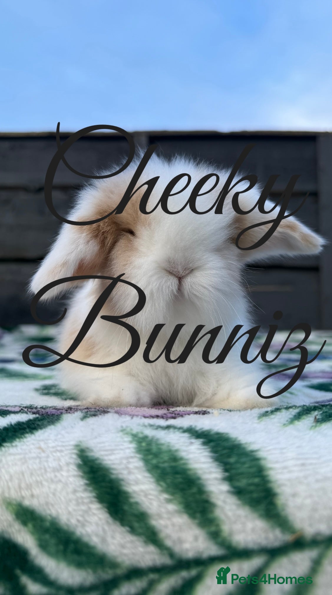 Mini Lion Lop rabbits Beautiful Teddywidder Babies   - Advert 6