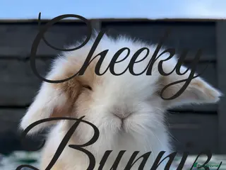 Mini Lion Lop rabbits Beautiful Teddywidder Babies - Advert 6