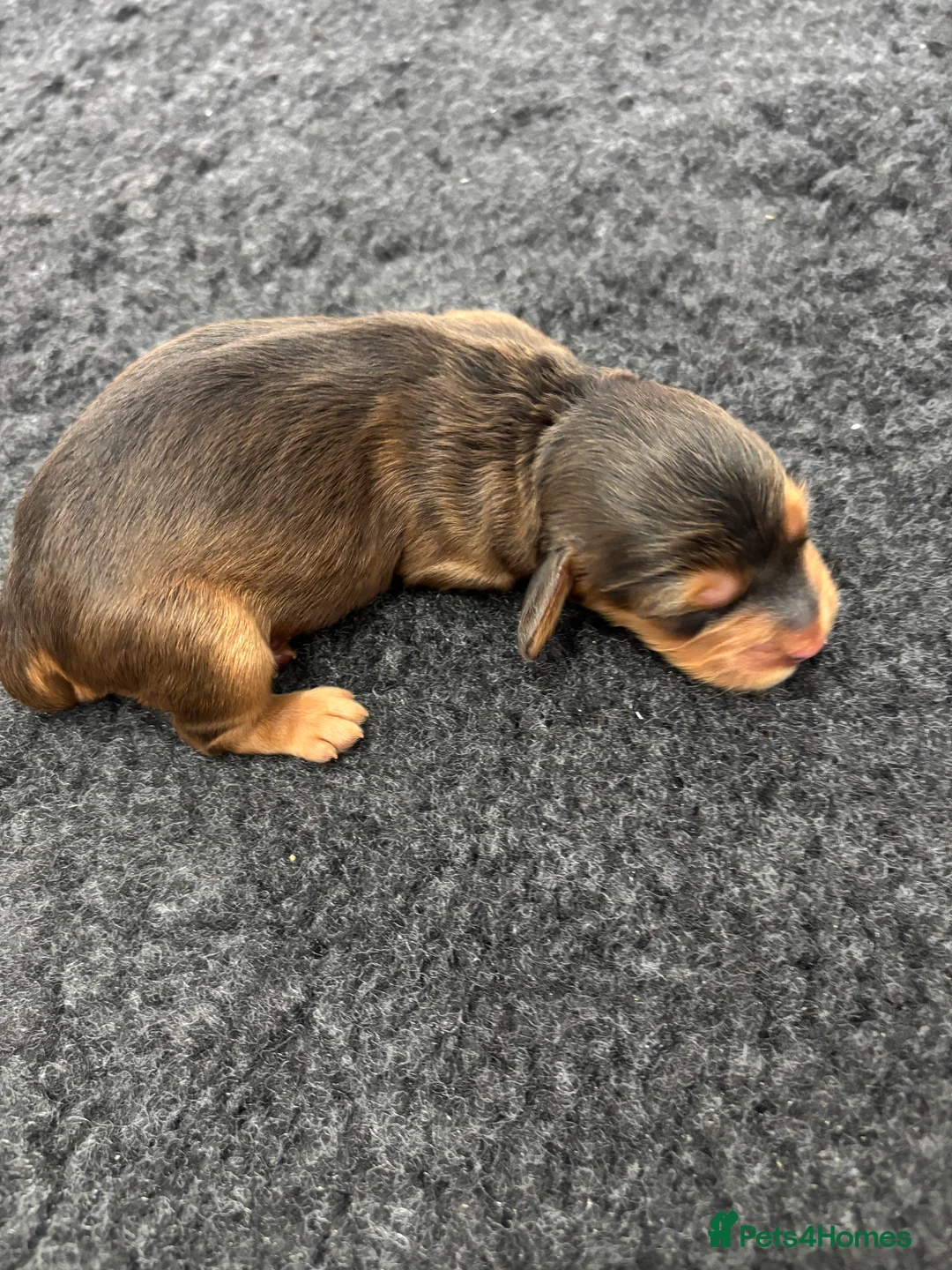 Cockapoo dogs for sale: F1 Cockapoo puppies. 1 Golden & 1 Chocolate/Tan in Rotherham - Advert 7