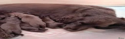 Cocker Spaniel dogs for sale: Beautiful cocker spaniel boys  - Advert 2