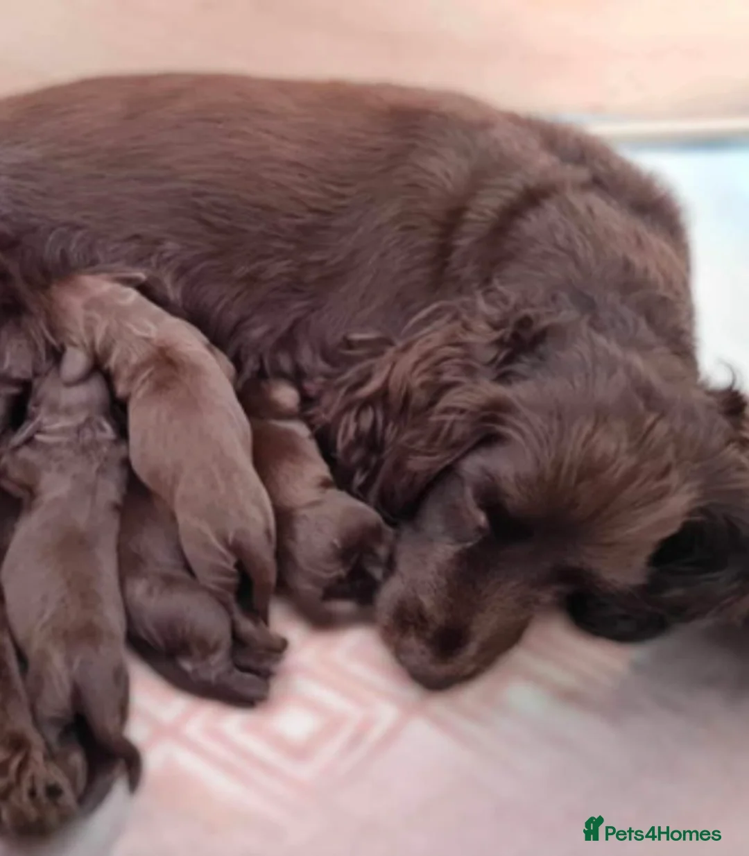 Cocker Spaniel dogs for sale: Beautiful cocker spaniel boys  - Advert 2