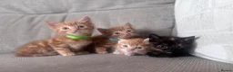 Domestic Shorthair cats for sale: Beautiful kittens  - Advert 6