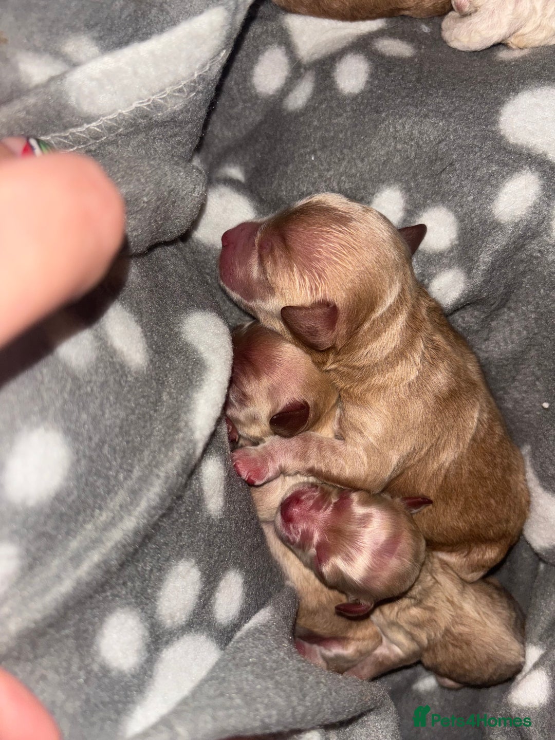 Cockapoo dogs for sale: 6 f2 cockapoo puppies for sale 🐶 - Advert 4