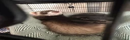 Ferret rodents for sale: 2 male 13 week old ferrets & cage - Advert 3
