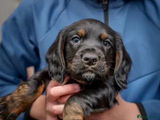Sprocker dogs Last male remaining. Sprocker pup 26th March ready - Advert 12