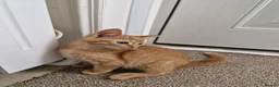 Mixed Breed cats for sale: Playful Kittens - Advert 8