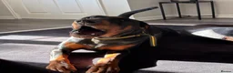 Dobermann dogs for sale: Doberman and German short haired pointer  - Advert 9