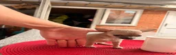 Chihuahua dogs for sale: Male  - Advert 7