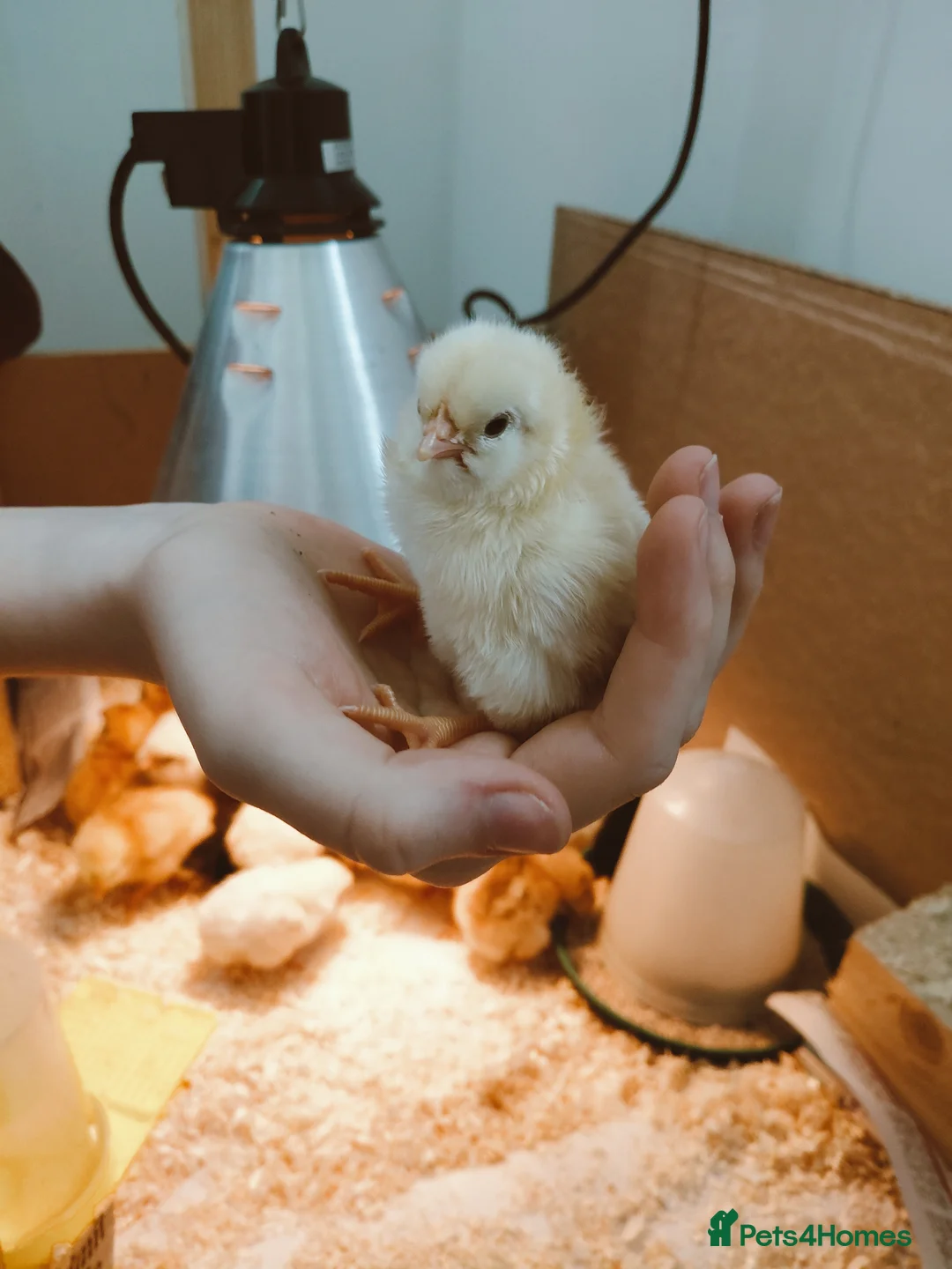 Chickens poultry for sale: Chick's for sale  - Advert 2