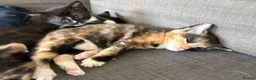 Mixed Breed cats for sale: Beautiful Part-Ragdoll Kittens in Bristol - Advert 8