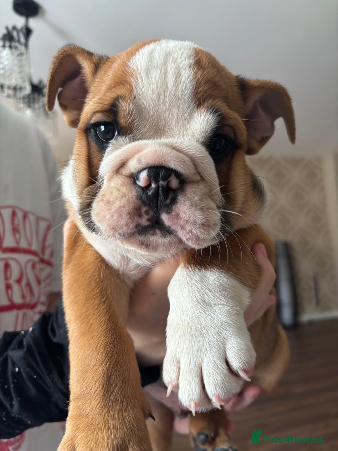 English Bulldog dogs for sale: English bulldog puppies  - Image 18