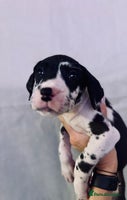 Great Dane dogs GREAT DANE PUPS KC REGISTERED - Advert 1