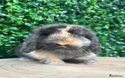 Mini Lop rabbits for sale: 🌟PURE BRED PEDIGREE MINI LOPS🌟 - Image 25