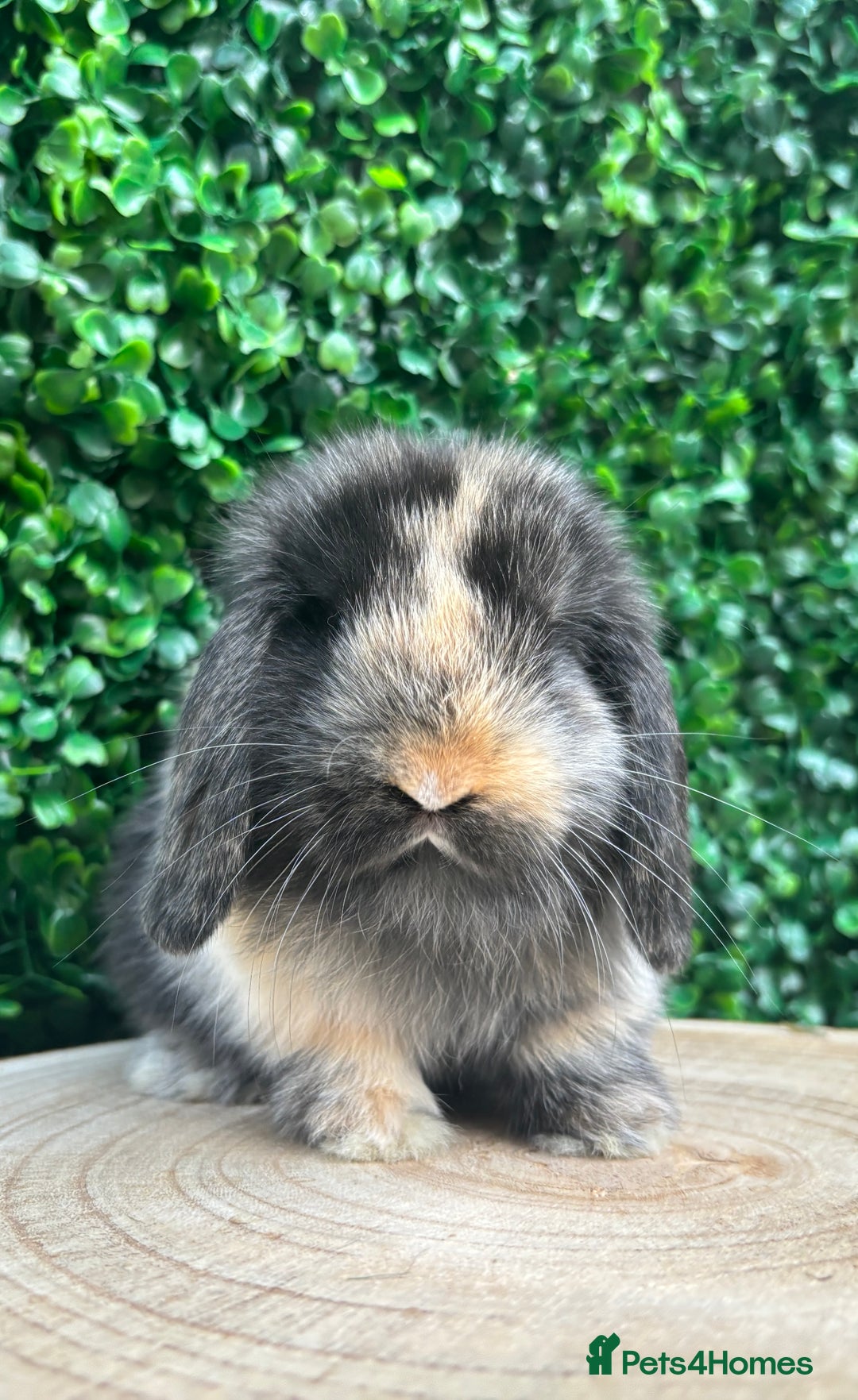 Mini Lop rabbits for sale: 🌟PURE BRED PEDIGREE MINI LOPS🌟 - Image 25