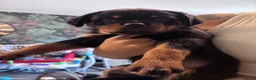 Rottweiler dogs for sale: ELITE KC REGISTERED GERMAN ROTTWEILER PUPPIES  - Advert 5