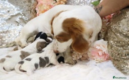 Miniature Dachshund dogs for sale: KC Longhair Miniature Dachshund Puppies - Image 15