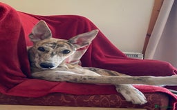 Lurcher dogs for sale: 1 year old Lurcher  - Image 7