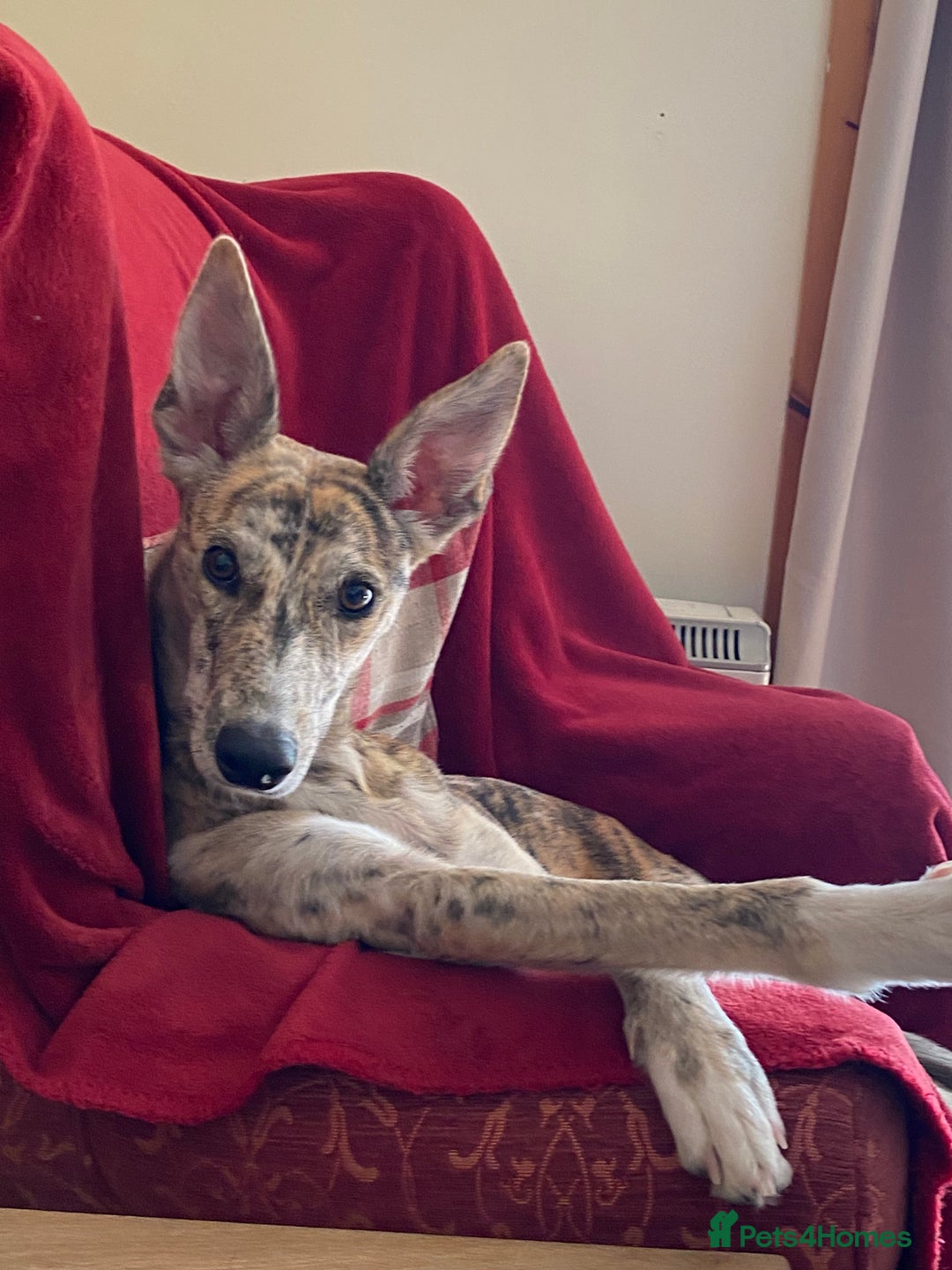 Lurcher dogs for sale: 1 year old Lurcher  - Image 7