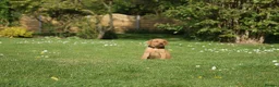 Labrador Retriever dogs for sale: Fox red Labrador puppies - Advert 4