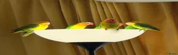 Lovebirds birds for sale: Love birds - Advert 6
