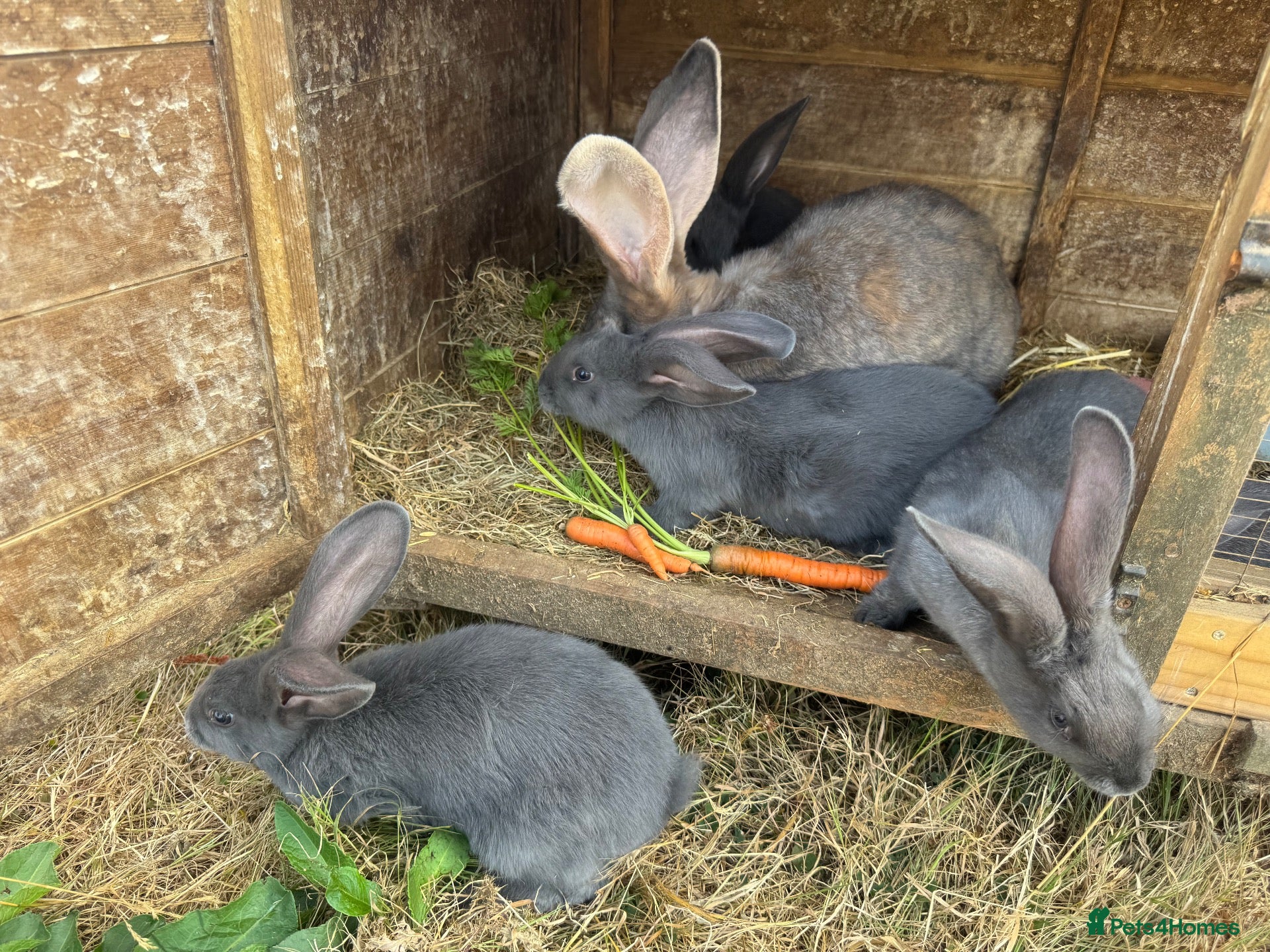 Continental Giant rabbits Four continental x bunnies - Advert 2