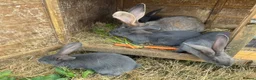 Continental Giant rabbits for sale: Four continental x bunnies - Advert 2
