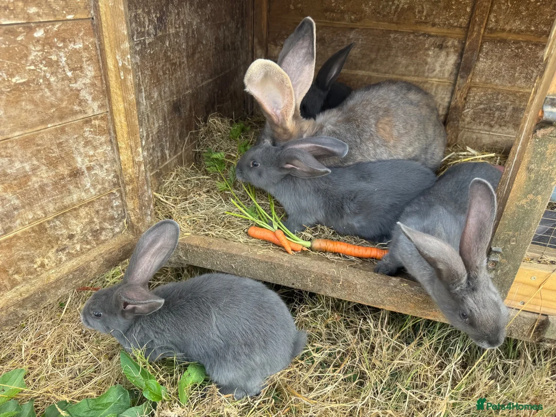 Continental Giant rabbits for sale: Four continental x bunnies - Advert 2
