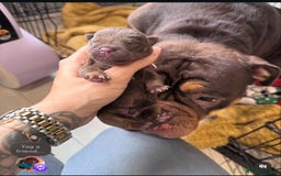Olde English Bulldogge dogs for sale: Top quality olde English bulldogs - NEBBER REG - Advert 17