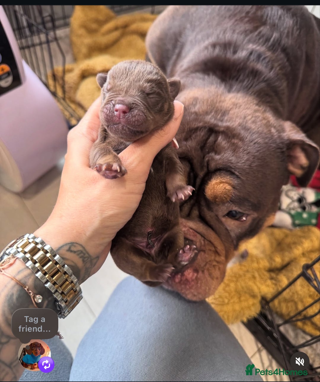 Olde English Bulldogge dogs for sale: Top quality olde English bulldogs - NEBBER REG - Advert 17