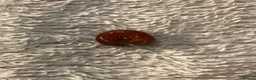 Snails fish for sale: Ramshorn Snails Tank Breed Disease free.. - Advert 3