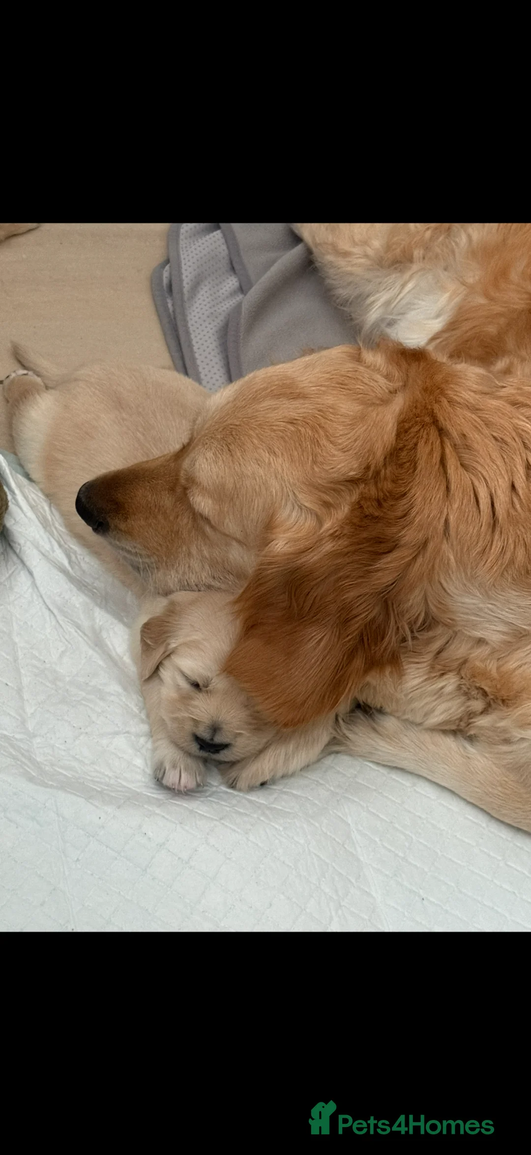 Golden Retriever dogs for sale: Golden retriever puppies in Newcastle upon Tyne - Advert 1
