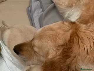 Golden Retriever dogs Golden retriever puppies - Advert 4