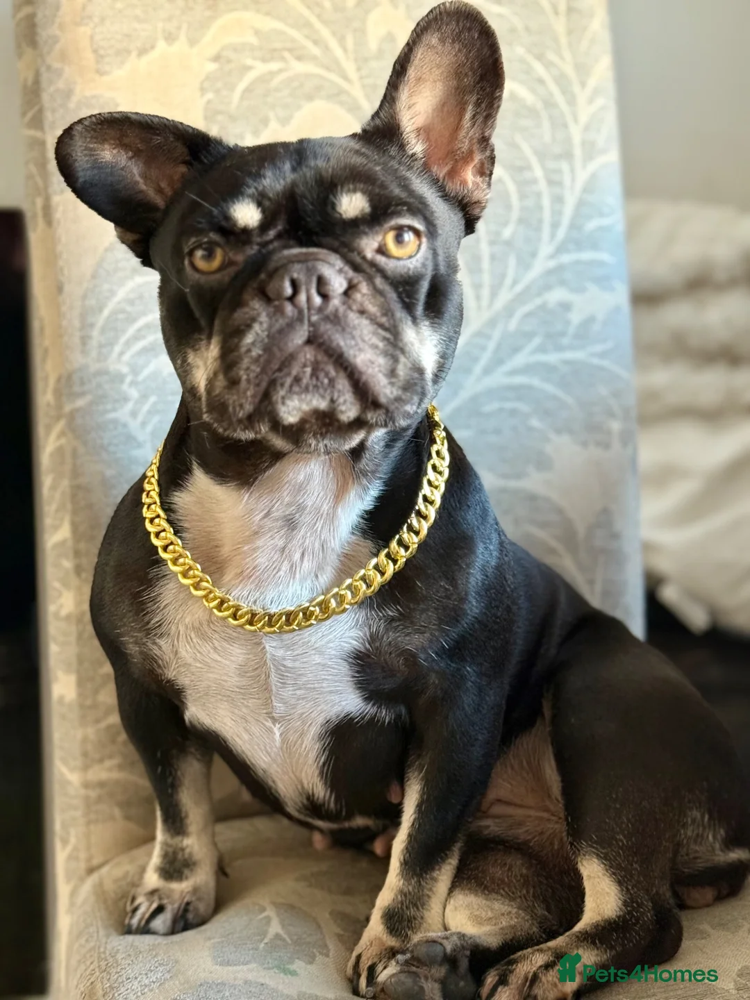 Mixed Breed dogs for sale: French bull dog cross toy cavashon  - Advert 2