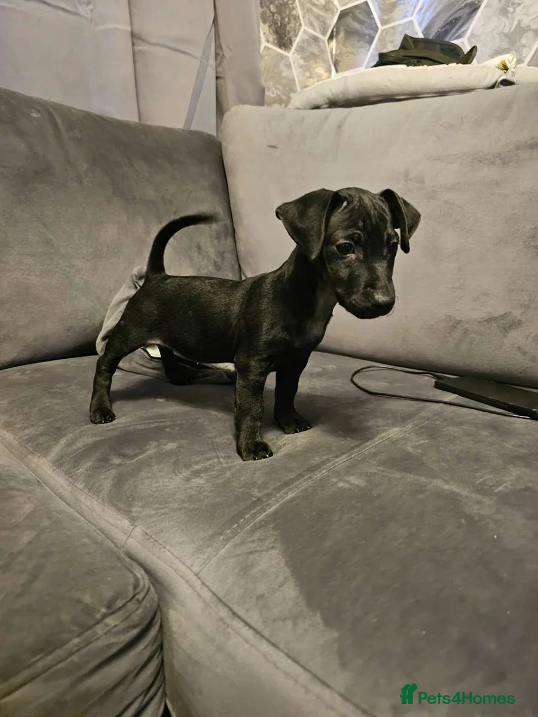Mixed Breed dogs for sale: Terrier dashound ready to leave  - Advert 2