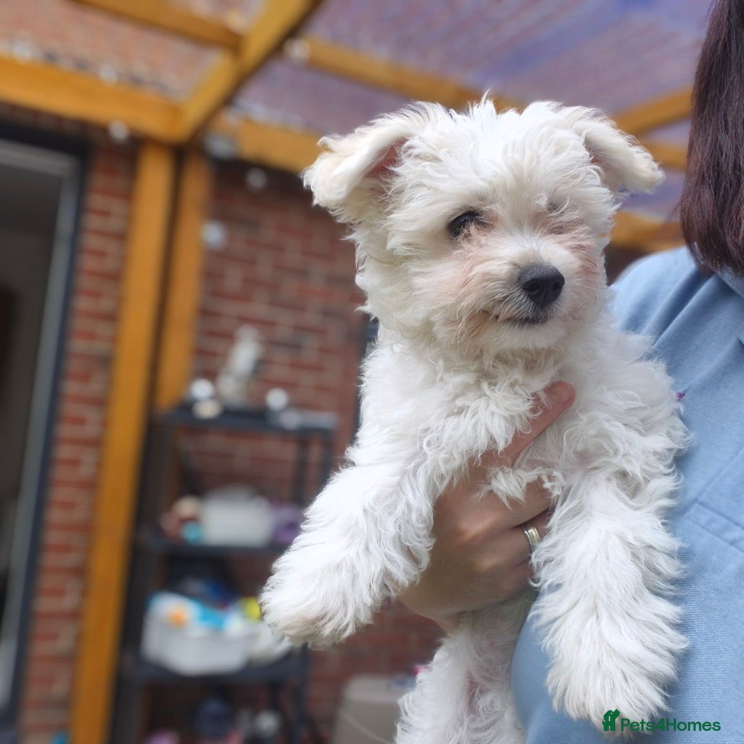 Mixed Breed dogs for sale: Gorgeous little girls in Liverpool - Image 22