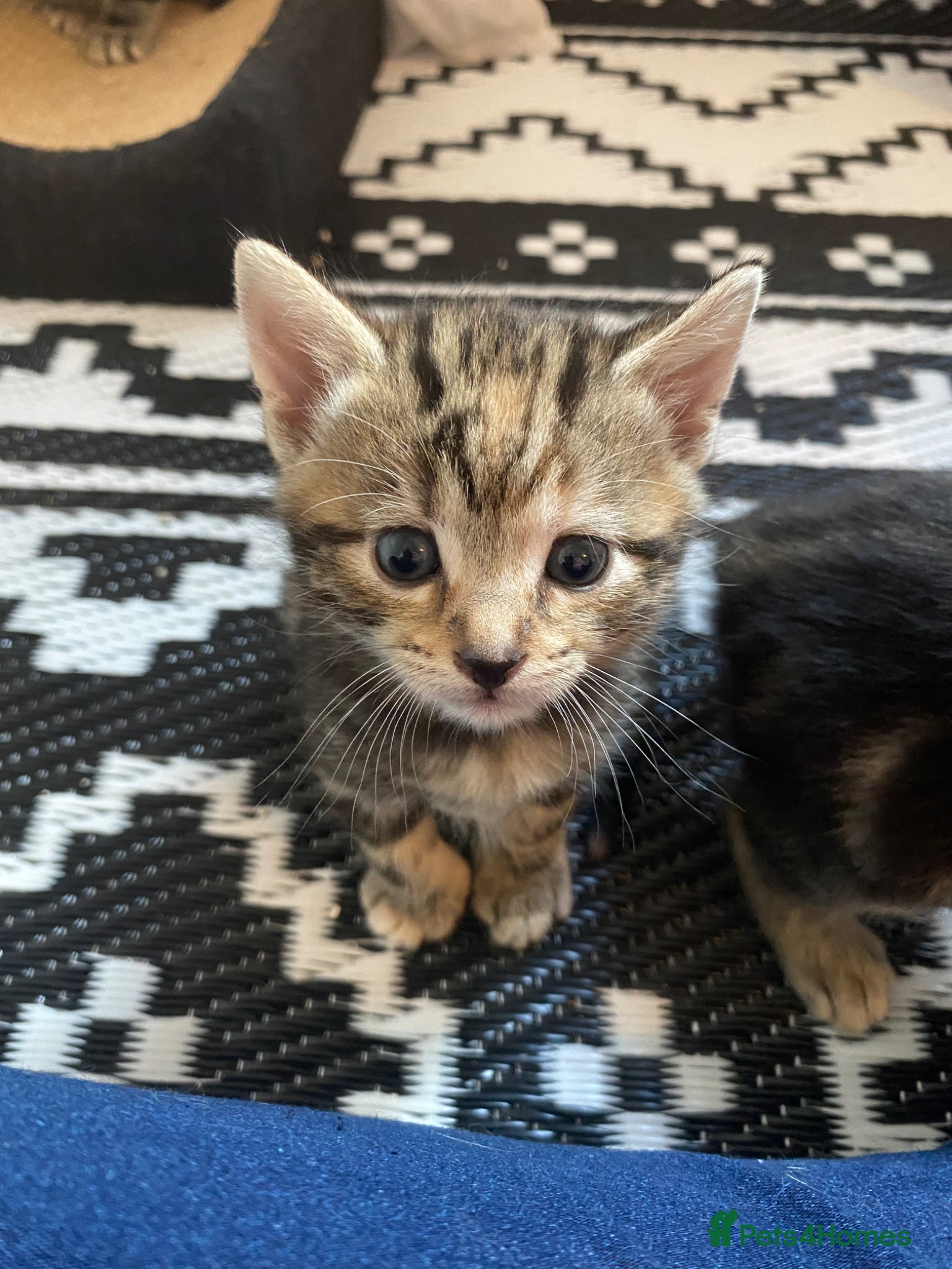 Mixed Breed cats Bengal cross American shorthairxBombay kittens 🐱  - Advert 1